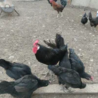 خروس|حیوانات مزرعه|چغادک, |دیوار