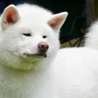 آکیتا ژاپنی اصالت