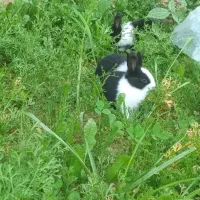 بچه خرگوش در حمیدیه