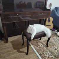 گربه پرشین اصیل نر