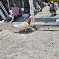 کفتر کبوتر شهرستانی گرفتنی|پرنده|تهران, جیحون|دیوار