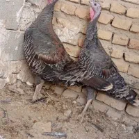 بوقلمون ماده|حیوانات مزرعه|تنکمان, |دیوار