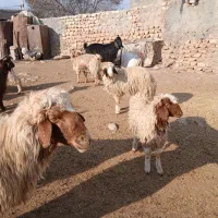 بزغاله و بره