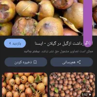 ازگیل وپرتقال شما را به قیمت مناسب خریداریم|خدمات باغبانی و درختکاری|اسالم, |دیوار