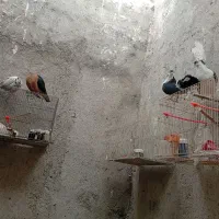قفس همراه ۳جفت کبوتر