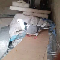 کفتر زینتی وپرشی|پرنده|اسلامشهر, شهرک امام حسین (میان آباد)|دیوار