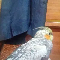 عروس هلندی گمشده