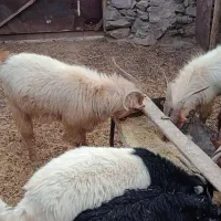 تعدادی بز ابستن