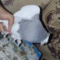 کبوتر|پرنده|صدرا-فارس, فاز ۲|دیوار