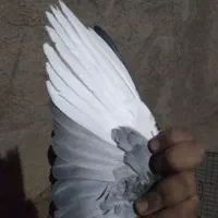 نر پلنگ|پرنده|رفسنجان, |دیوار