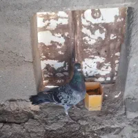 ۶کبوتر پرشی بشرط|پرنده|شیروان (خراسان), |دیوار