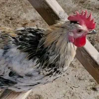 مرغ و خروس محلی|حیوانات مزرعه|مرودشت, بیست متری بیمارستان|دیوار