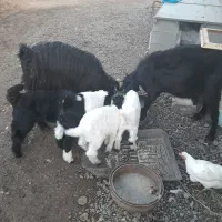 بز داشتی|حیوانات مزرعه|گتوند, |دیوار