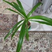 گل فروش خانگی(اشک ملکه)|گل و گیاه طبیعی|ابریشم, |دیوار