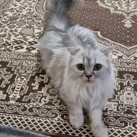 گربه برای فروش