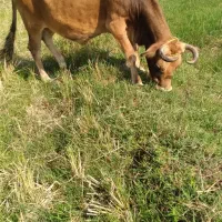 گاو ورزا