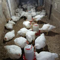 مرغ ارگانیک گوشتی|حیوانات مزرعه|رامیان, |دیوار