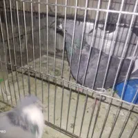 کفتر دمگیر ماده، قزوینی، بدرنگ ،زیل نر|پرنده|فولادشهر, C1|دیوار