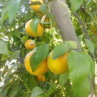 نارنگی(خارو)|عمدهفروشی|چرام, |دیوار