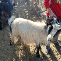 بز چاق برا کشت|حیوانات مزرعه|لردگان, |دیوار