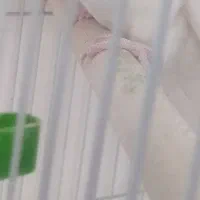 عروس  هلندی. آلبینو|پرنده|داراب, |دیوار