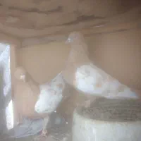 سینه‌ای زرد