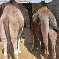 فروش مجی سندی وترکی