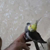 عروس هلندی . مرغ عشق . فنچ