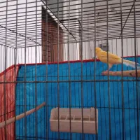 فروش یا معاوضه یک عدد مرغ مینا و قناری|پرنده|قم, ولیعصر|دیوار