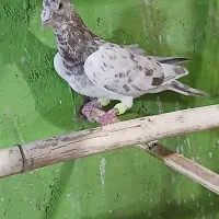 بافق|پرنده|بافق, |دیوار