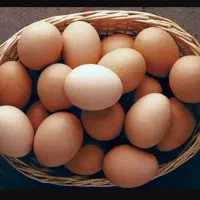 تخم مرغ محلی