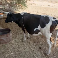 گاو و شنگل|حیوانات مزرعه|شوشتر, |دیوار