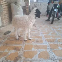 یک عدد بره نر|حیوانات مزرعه|بندر ماهشهر, |دیوار