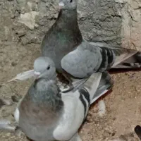 ستا ترکیه