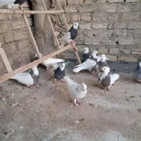 طوقی آجری .الماسی .شکلاتی|پرنده|زارچ, |دیوار