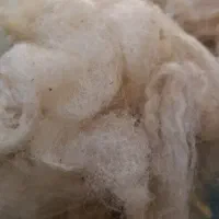 پشم گوسفند (آغ یون)
