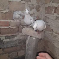 کفتر .سار کاکلی ساده افشون|پرنده|فریمان, |دیوار