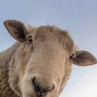 کود گوسفندی