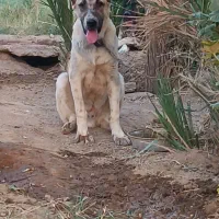 توله سگ|سگ|طبس, |دیوار