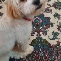 هانی خانم مهربان و تربیت شده|سگ|تهران, عباسآباد|دیوار