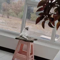 گربه بیریتیش ۳ ماهه|گربه|تهران, شهرک شریعتی|دیوار