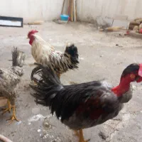 خروس گلین جوان