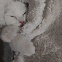 بچه گربه اسکاتیش بریتیش 3ماهه|گربه|تهران, اکباتان|دیوار