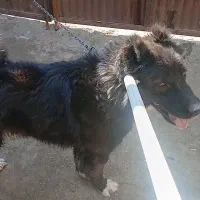 سگ قهدیرجانی