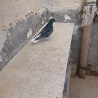 کفتر یجای|پرنده|قم, سید معصوم|دیوار