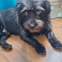 سگ‌ شیتزو فروش