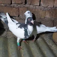 سه تا غریبه