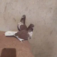 کبوتر گرگی کله دار