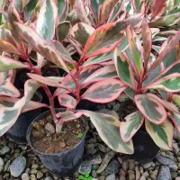 قاشقی لب ماتیکی|گل و گیاه طبیعی|محلات, |دیوار