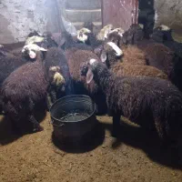 ۱۸تابره نرافشاری درجه یک مخصوص داشت وپرواری